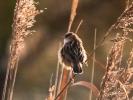 Cisticole des joncs Cisticola juncidis (Rafinesque, 1810)