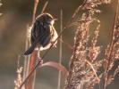 Cisticole des joncs Cisticola juncidis (Rafinesque, 1810)