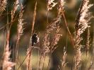 Cisticole des joncs Cisticola juncidis (Rafinesque, 1810)