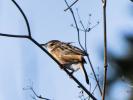 Cisticole des joncs Cisticola juncidis (Rafinesque, 1810)