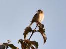 Cisticole des joncs Cisticola juncidis (Rafinesque, 1810)
