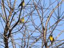 Serin cini Serinus serinus (Linnaeus, 1766)