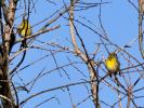 Serin cini Serinus serinus (Linnaeus, 1766)