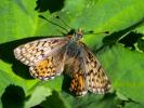 Nacré des Renouées (Le), Nacré Parme (Le), Fritill Boloria napaea (Hoffmannsegg, 1804)