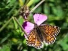 Nacré des Renouées (Le), Nacré Parme (Le), Fritill Boloria napaea (Hoffmannsegg, 1804)