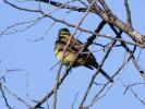 Bruant zizi Emberiza cirlus Linnaeus, 1758