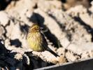 Bruant zizi Emberiza cirlus Linnaeus, 1758