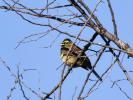 Bruant zizi Emberiza cirlus Linnaeus, 1758