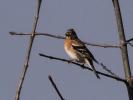 Pinson du nord, Pinson des Ardennes Fringilla montifringilla Linnaeus, 1758