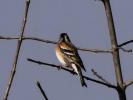 Pinson du nord, Pinson des Ardennes Fringilla montifringilla Linnaeus, 1758