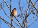 Pinson du nord, Pinson des Ardennes Fringilla montifringilla Linnaeus, 1758