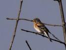 Pinson du nord, Pinson des Ardennes Fringilla montifringilla Linnaeus, 1758