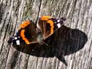 Vulcain (Le), Amiral (L'), Vanesse Vulcain (La), C Vanessa atalanta (Linnaeus, 1758)