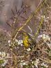 Serin cini Serinus serinus (Linnaeus, 1766)