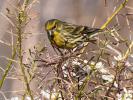 Serin cini Serinus serinus (Linnaeus, 1766)