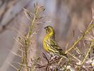 Serin cini Serinus serinus (Linnaeus, 1766)