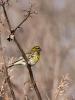 Serin cini Serinus serinus (Linnaeus, 1766)