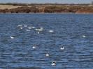 Avocette élégante Recurvirostra avosetta Linnaeus, 1758