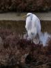 Grande Aigrette Ardea alba Linnaeus, 1758