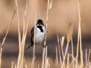  Emberiza schoeniclus witherbyi Jordans, 1923