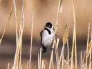  Emberiza schoeniclus witherbyi Jordans, 1923