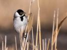  Emberiza schoeniclus witherbyi Jordans, 1923