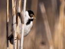  Emberiza schoeniclus witherbyi Jordans, 1923
