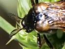  Ripiphorus subdipterus Bosc d'Antic, 1792