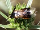  Ripiphorus subdipterus Bosc d'Antic, 1792