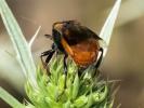  Ripiphorus subdipterus Bosc d'Antic, 1792