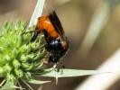  Ripiphorus subdipterus Bosc d'Antic, 1792