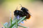  Osmia cornuta (Latreille, 1805)