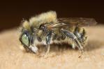  Osmia argyropyga Pérez, 1879