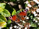Paon-du-jour (Le), Paon de jour (Le), Oeil -de-Pao Aglais io (Linnaeus, 1758)