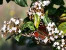 Paon-du-jour (Le), Paon de jour (Le), Oeil -de-Pao Aglais io (Linnaeus, 1758)