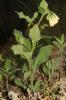 Consoude à tubercules Symphytum tuberosum L., 1753