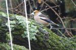 Grosbec casse-noyaux Coccothraustes coccothraustes (Linnaeus, 1758)
