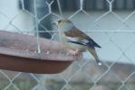 Grosbec casse-noyaux Coccothraustes coccothraustes (Linnaeus, 1758)