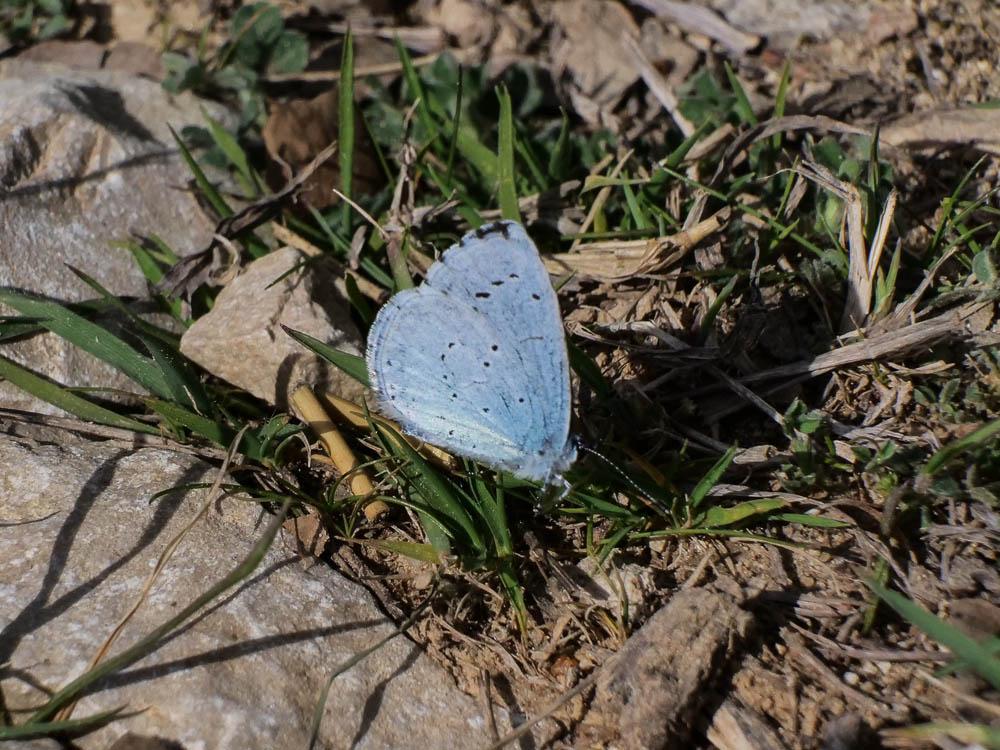 Azuré des Nerpruns (L'), Argus à bande noire (L'), Celastrina argiolus (Linnaeus, 1758)
