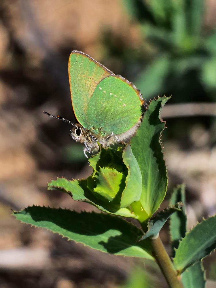 Thécla de la Ronce (La), Argus vert (L') Callophrys rubi (Linnaeus, 1758)