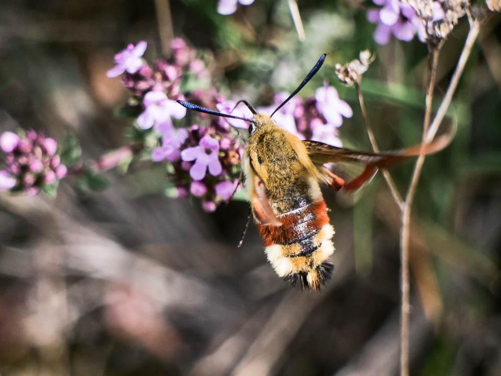 Sphinx gazé (Le), Sphinx du Chèvrefeuille (Le) Hemaris fuciformis (Linnaeus, 1758)