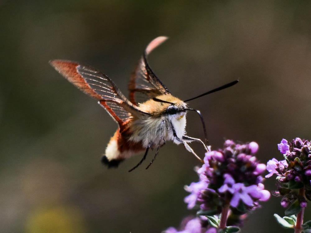 Sphinx gazé (Le), Sphinx du Chèvrefeuille (Le) Hemaris fuciformis (Linnaeus, 1758)