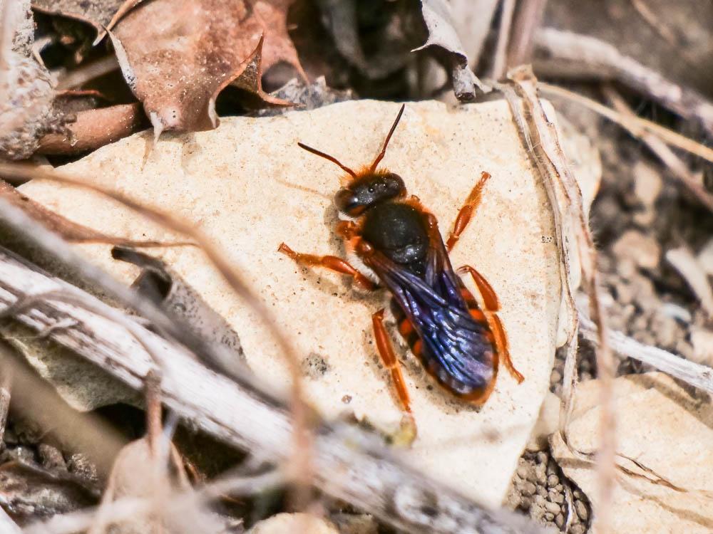  Rhodanthidium sticticum (Fabricius, 1787)