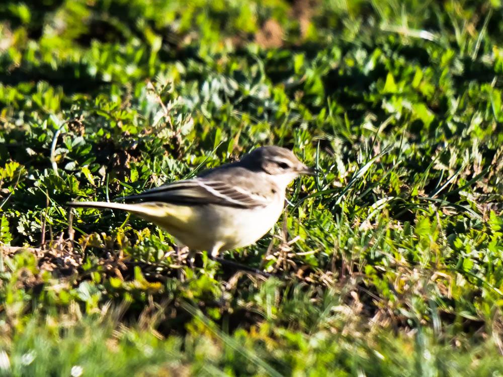  Motacilla Linnaeus, 1758