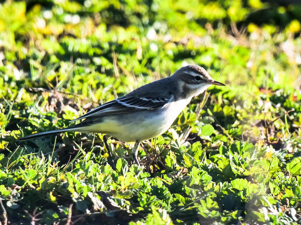  Motacilla Linnaeus, 1758