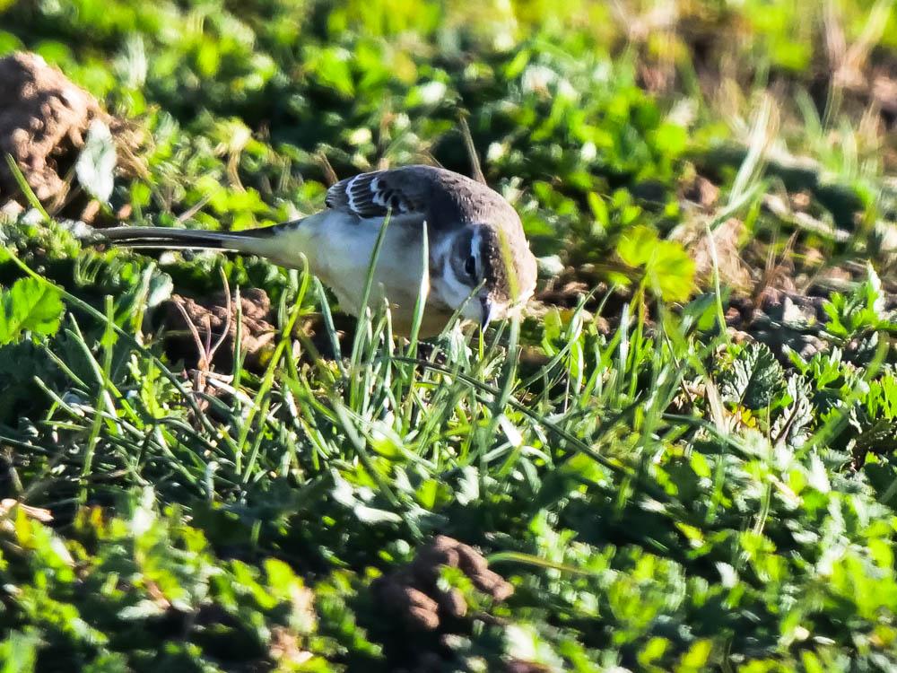  Motacilla Linnaeus, 1758