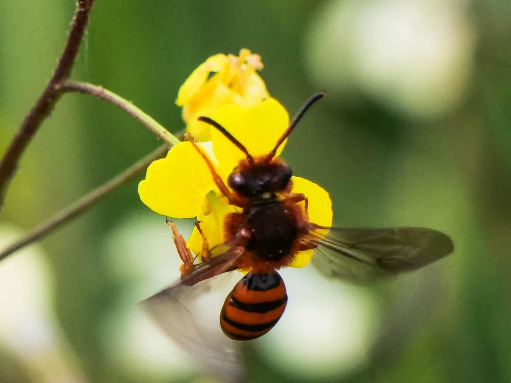  Nomada agrestis Fabricius, 1787