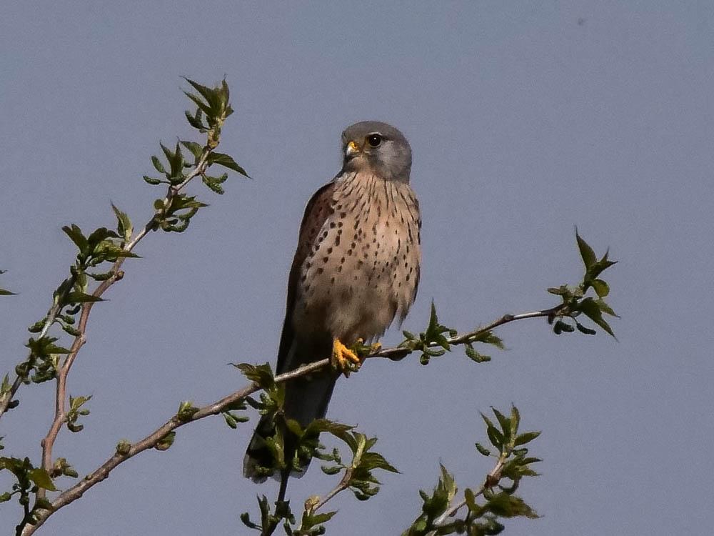 Faucon crécerelle Falco tinnunculus Linnaeus, 1758