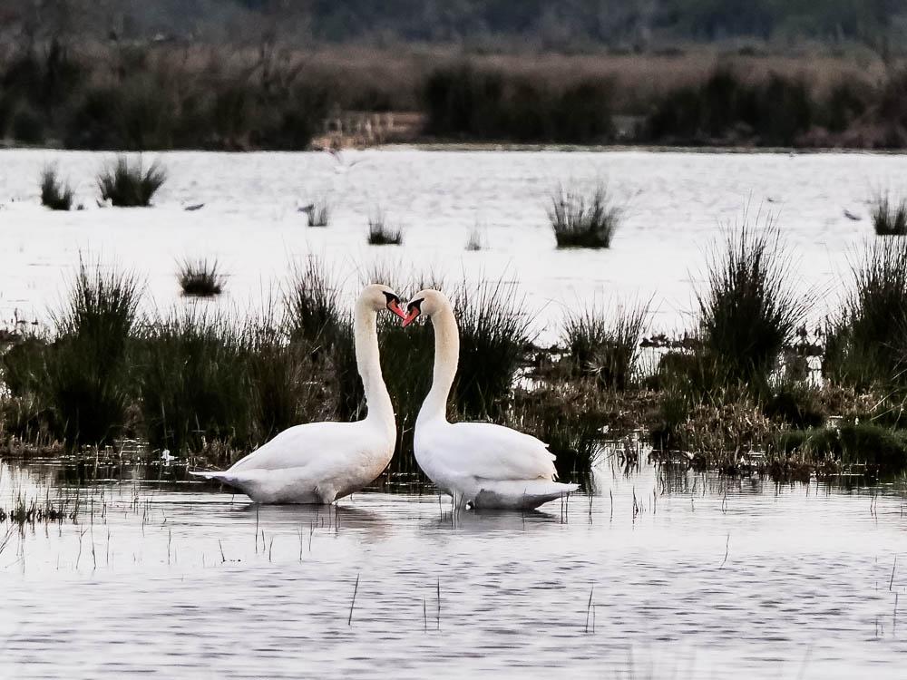Cygne tuberculé Cygnus olor (Gmelin, 1803)