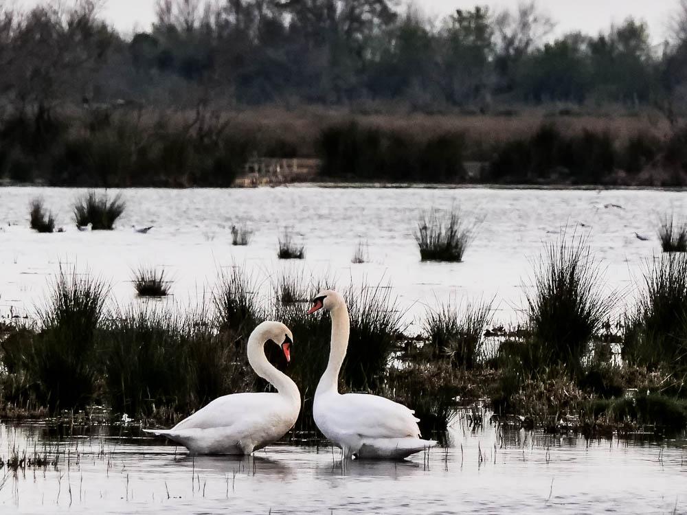 Cygne tuberculé Cygnus olor (Gmelin, 1803)